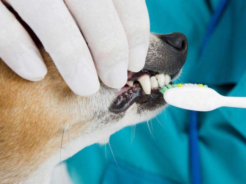 dentisterie-veterinaire-opt