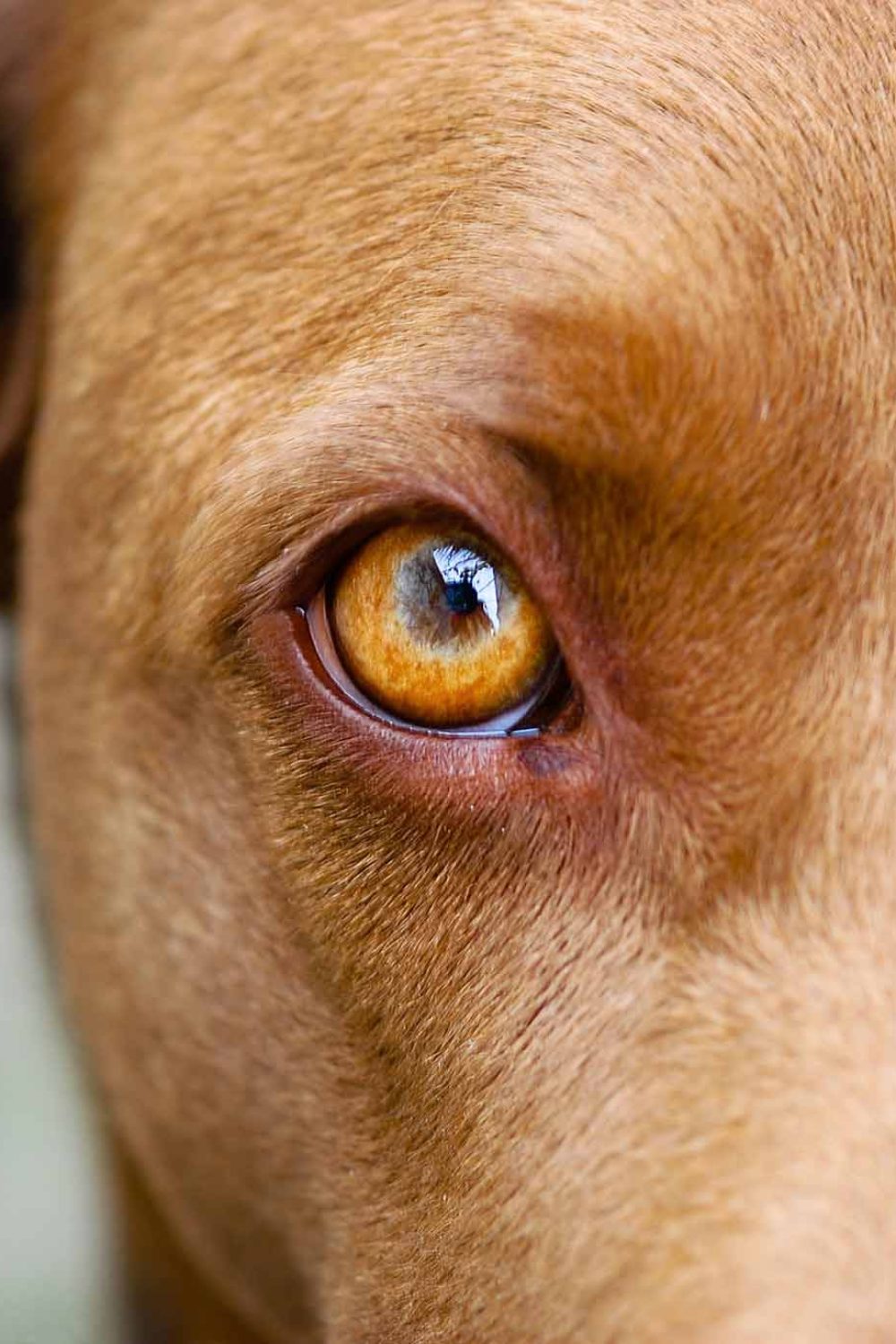 services-veterinaires-vaudreuil-opt